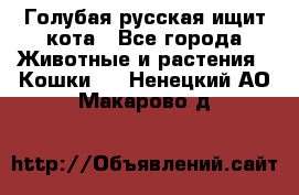 Голубая русская ищит кота - Все города Животные и растения » Кошки   . Ненецкий АО,Макарово д.